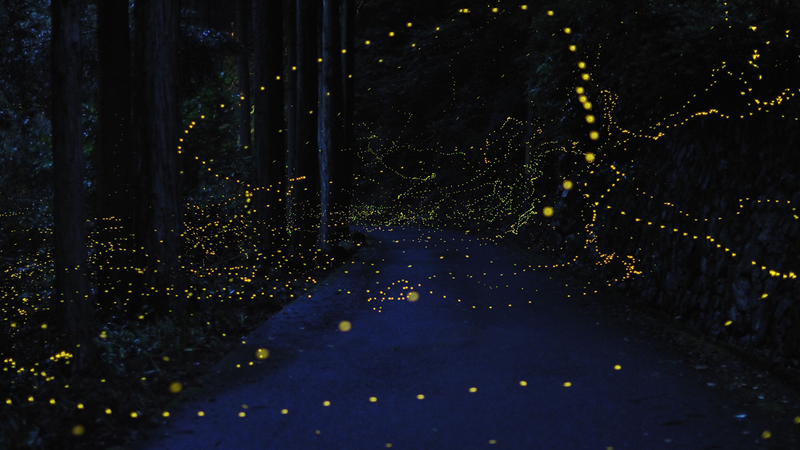 Illustration for article titled An incredible, time-lapse vision of fireflies in the wild